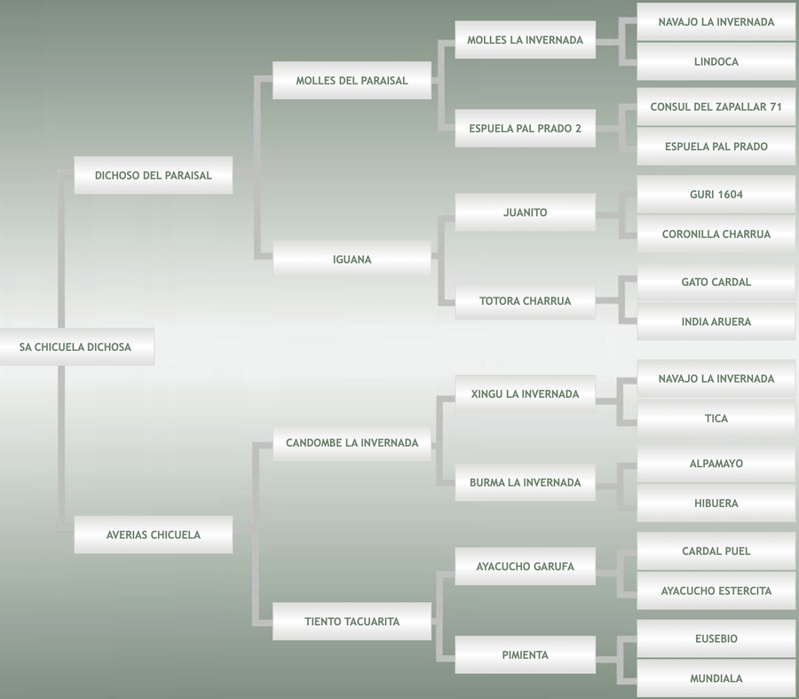 Lote SA Chicuela Dichosa