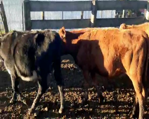Lote 13 Terneros CRUZA 200kg - , San José