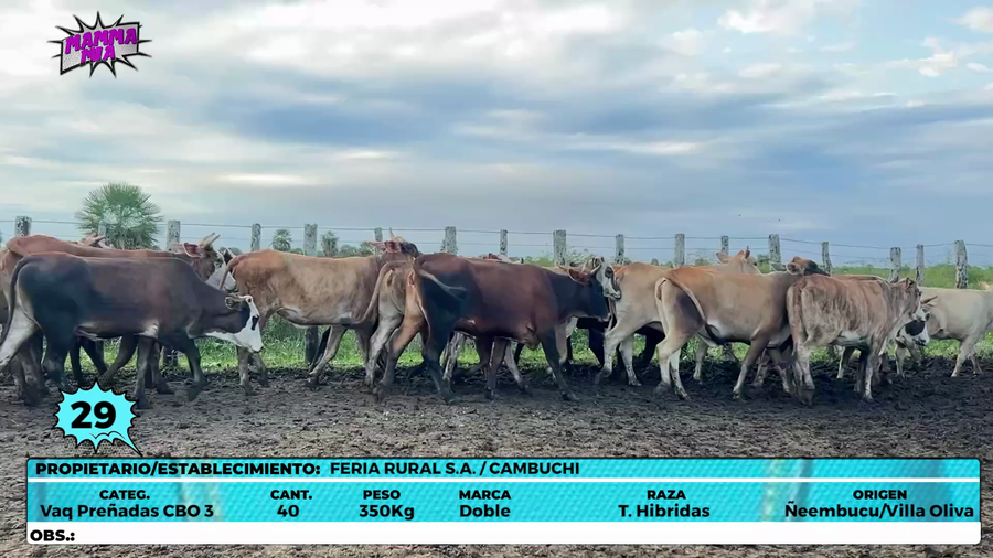 Lote LOTE 29