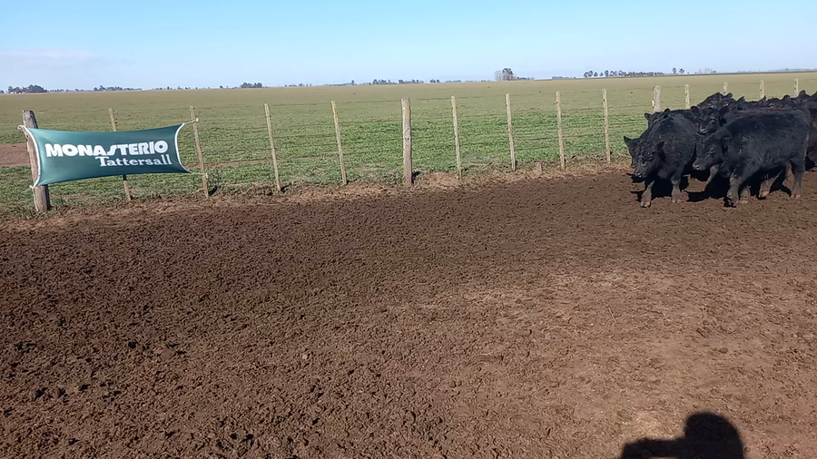 Lote 60 Novillitos en Coronel Suarez, Buenos Aires