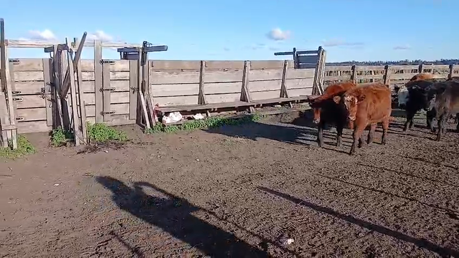 Lote 90 Terneros en Buenos Aires, Benito Juárez