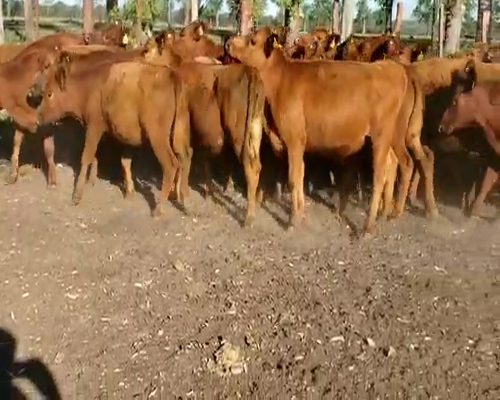 Lote 30 Terneras en Entre Ríos, Villaguay