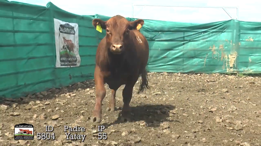Lote Lote 10