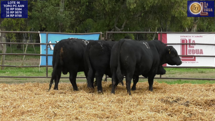 Lote TOROS ANGUS NEGROS PC