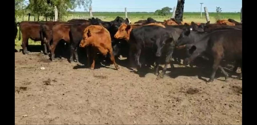 Lote 50 Terneros/as en Villaguay, Entre Ríos