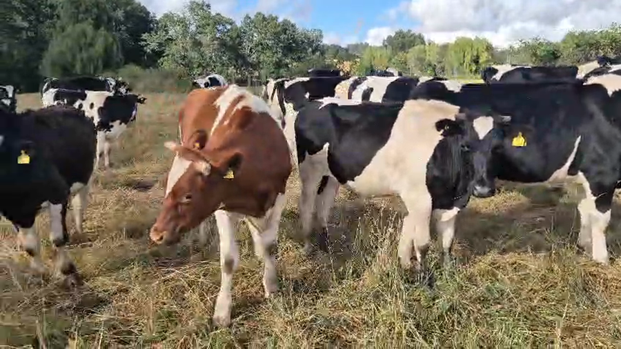 Lote 70 Novillo Engorda en Vilcún, IX Región Araucanía