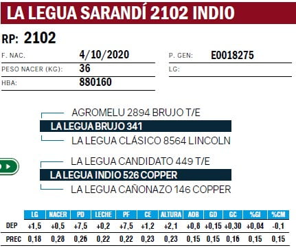 Lote VAQUILLONAS PURA DE PEDIGREE