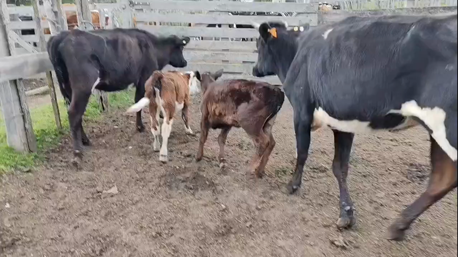 Lote 4 Piezas de cría a remate en Pantalla Camy 360kg - , San José