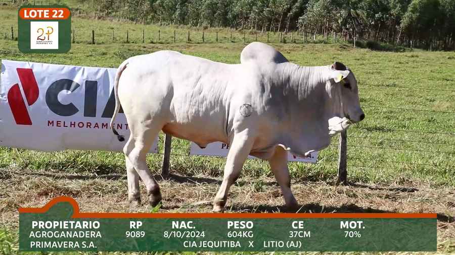Lote 2P PRIMAVERA