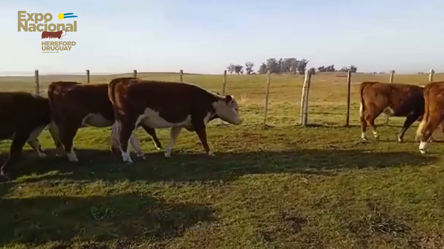 Lote 20 Vaquillonas 1 a 2 años HEREFORD a remate en Expo Nacional 2022 300kg - , Cerro Largo