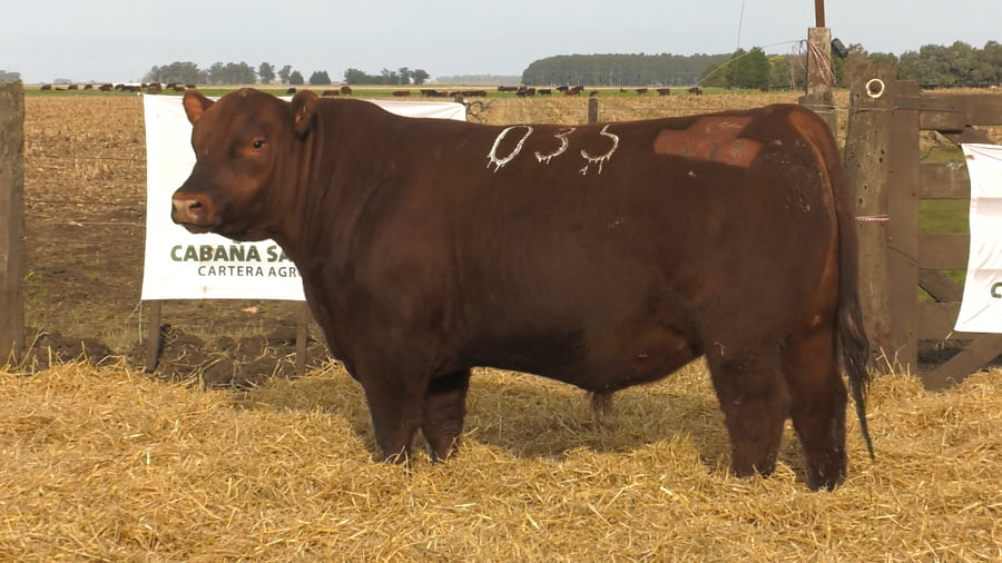 Lote Toros PC Colorados