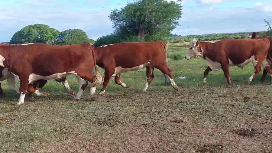 Lote 35 Novillos
