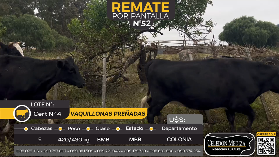 Lote 5 Vaquillonas preñadas en Otra Localidad, Colonia