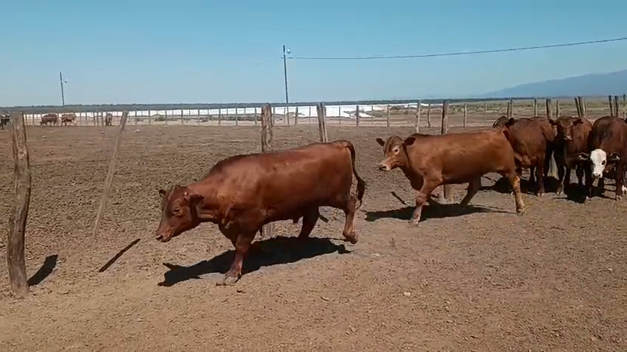 Lote 120 Novillos faena en Tucumán, Burruyacú