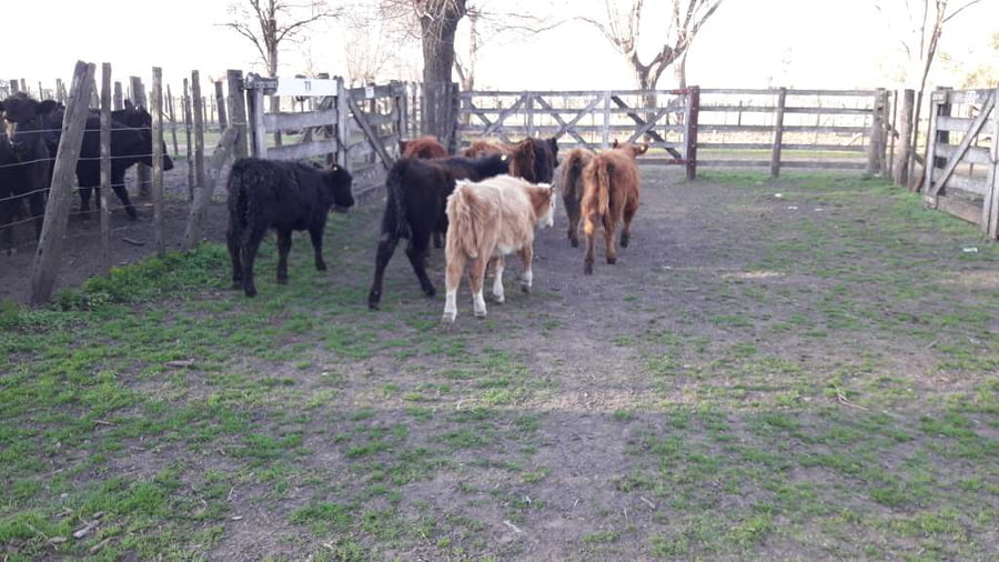 Lote 8 Terneras en Gral. Lamadrid, Buenos Aires