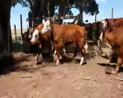 Lote 15 Terneros en Laprida, Buenos Aires