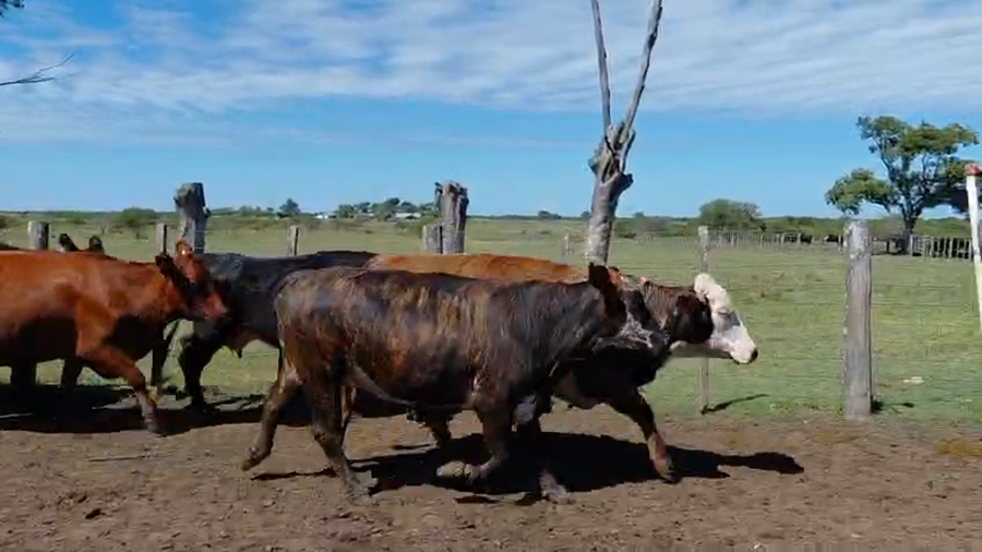 Lote 25 Vacas de invernar en Corrientes, Curuzu Cuatia