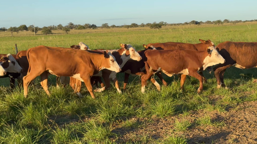 Lote 65 Terneras en Corrientes, Monte Caseros