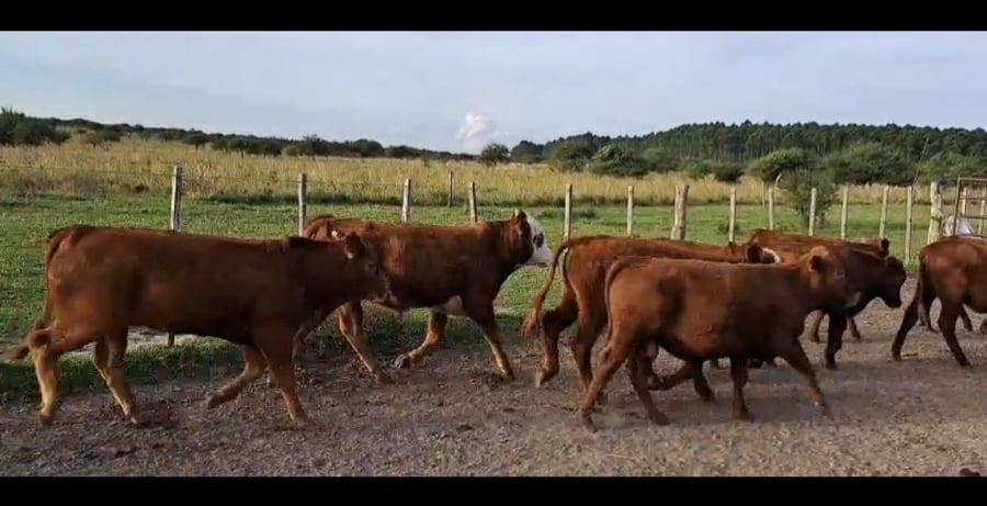 Lote 22 Terneros/as en Corrientes, Curuzu Cuatia