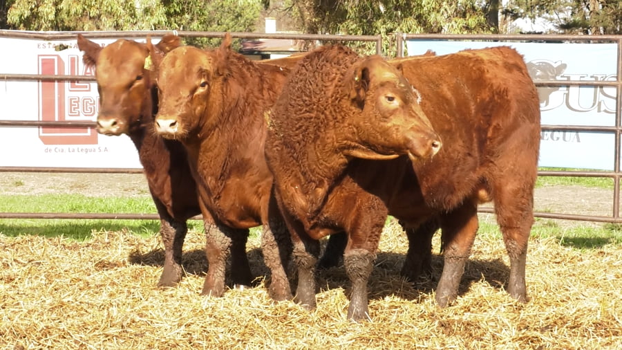 Lote TOROS ANGUS COLORADOS PC