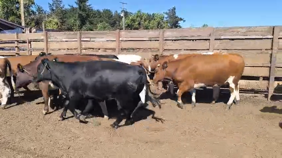 Lote 20 Vaquilla Gorda en Los Ángeles, VIII Región Biobío