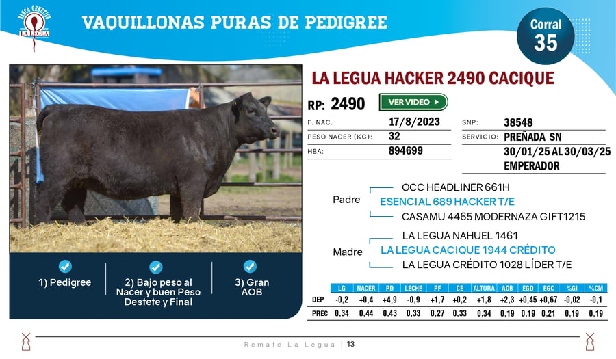 Lote VAQUILLONAS ANGUS  PP
