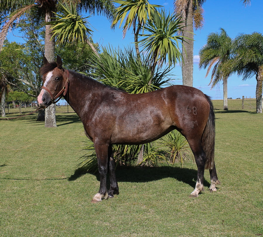 Lote MALAGA TROPILLERA