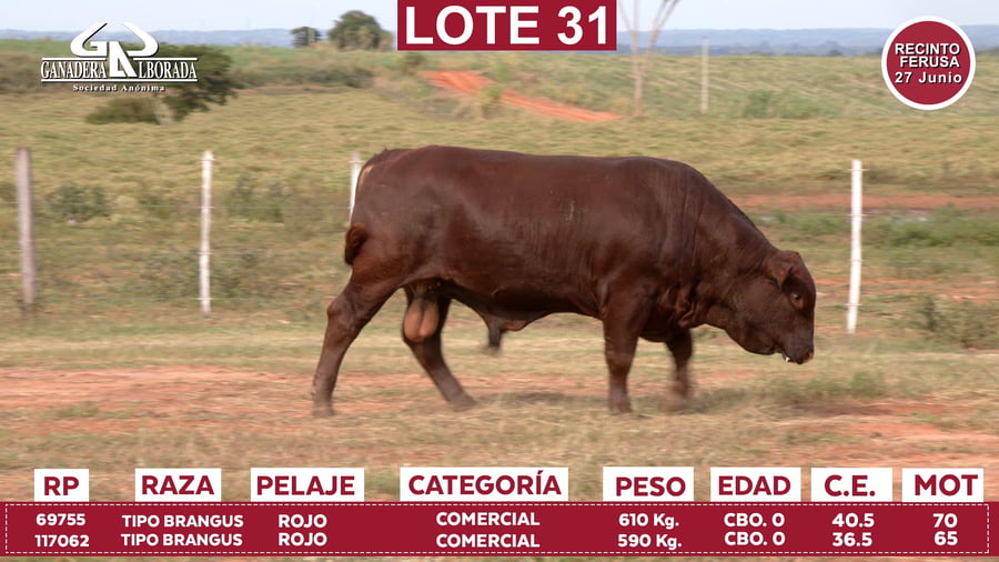 Lote Reproductores de Alborada - Lote 31