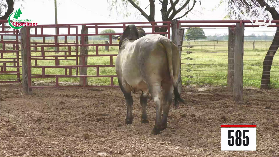 Lote Brahman