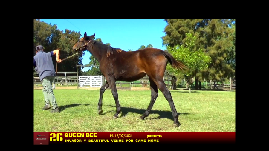 Lote QUEEN BEE