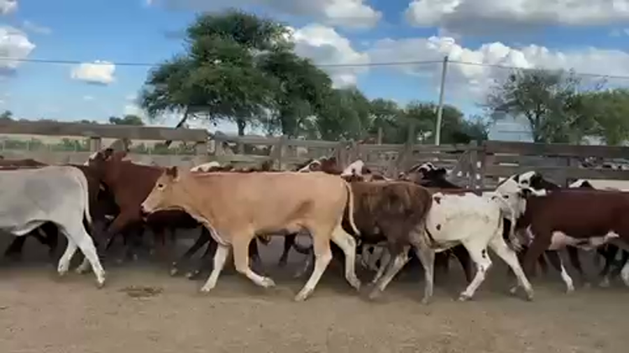 Lote 80 Vaquillonas P/ entorar en Las Lomitas, Formosa