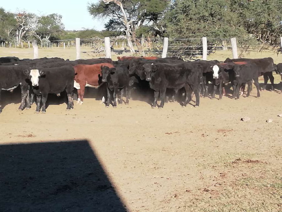 Lote 100 Terneros en Federal, Entre Ríos