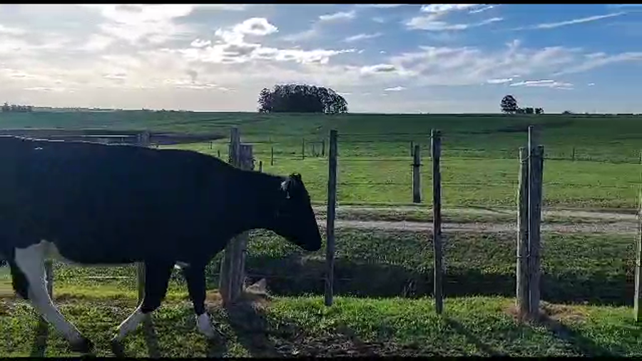 Lote 2 vaquillonas holando