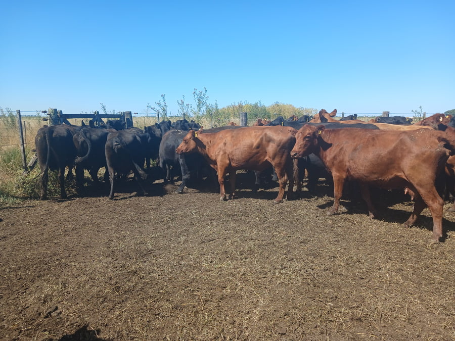 Lote 30 Vacas CUT preñadas RAUCH