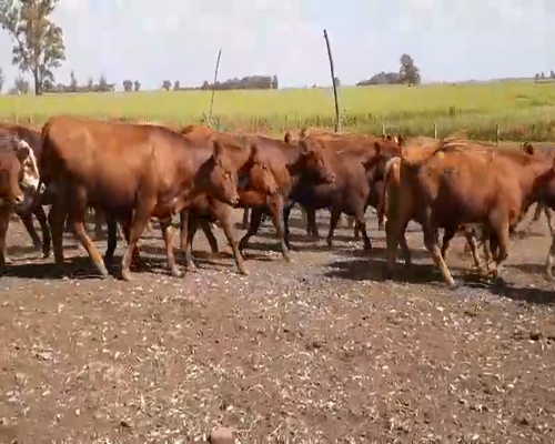 Lote 33 Vaquillonas P/ entorar en 9 de Julio, Buenos Aires