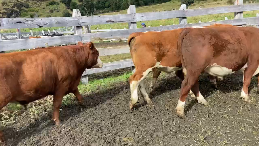 Lote 24 Novillo Engorda en Chile Chico, XI Región Aysén