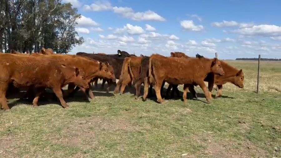 Lote 40 Terneras en Monte, Buenos Aires