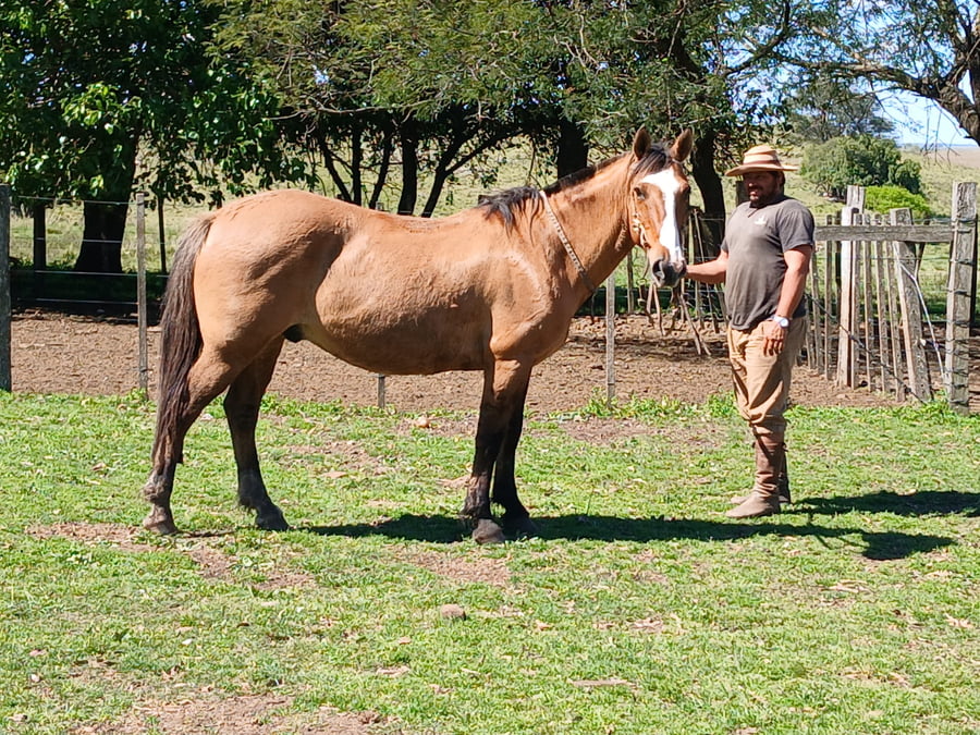Lote Macho gatiado manso
