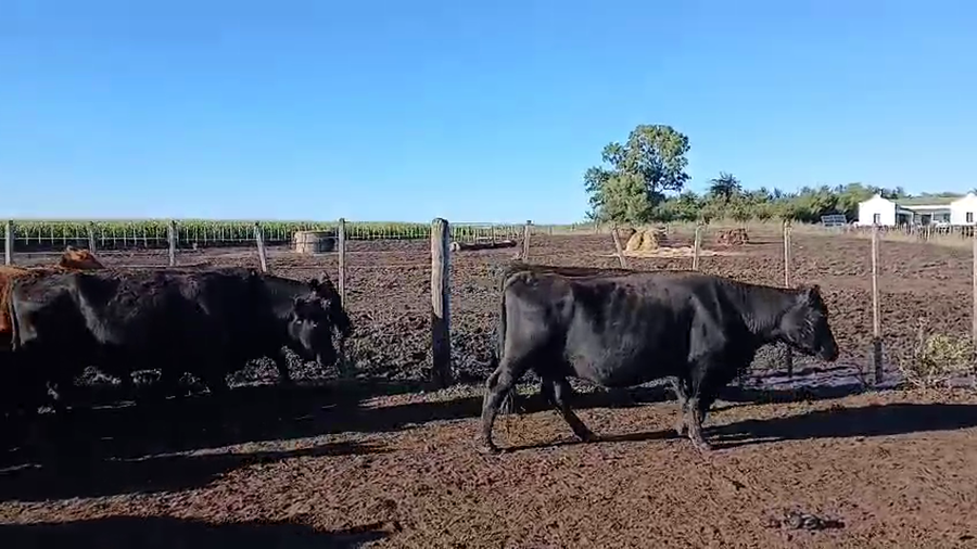 Lote 42 Vacas CUT preñadas