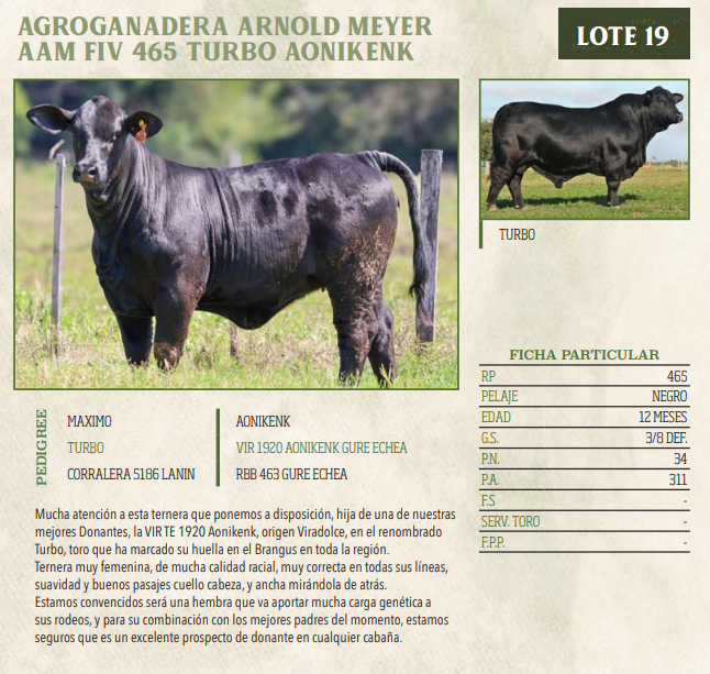 Lote LOTE 19