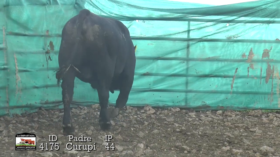 Lote Lote 14