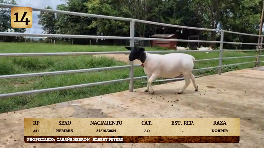 Lote LOTE 14