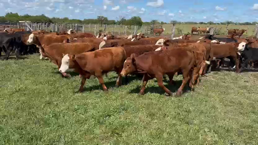 Lote 100 Terneros/as
