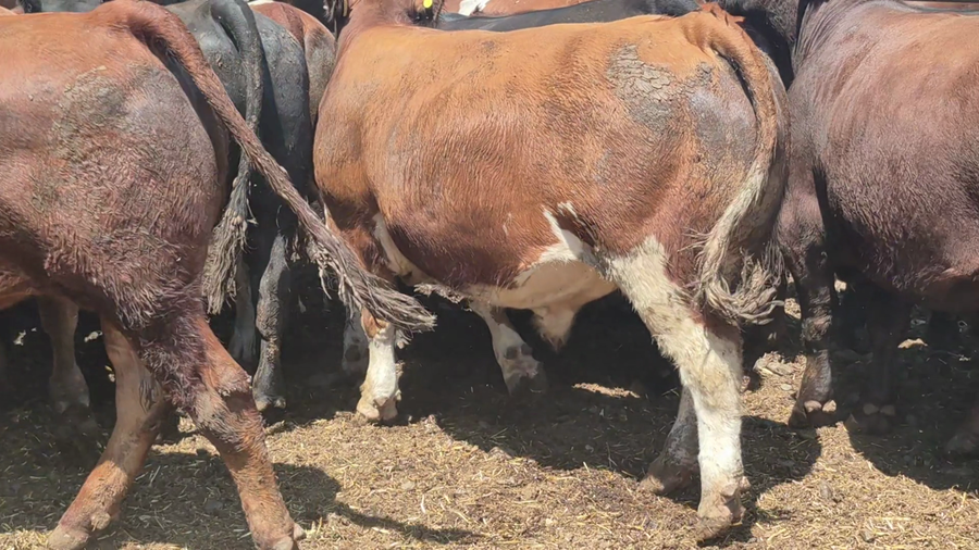 Lote 30 Novillo Gordo en Pelarco, VII  Región Maule