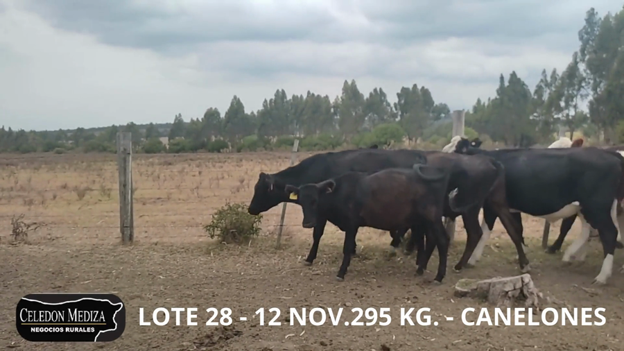 Lote 12 Terneros en Canelones