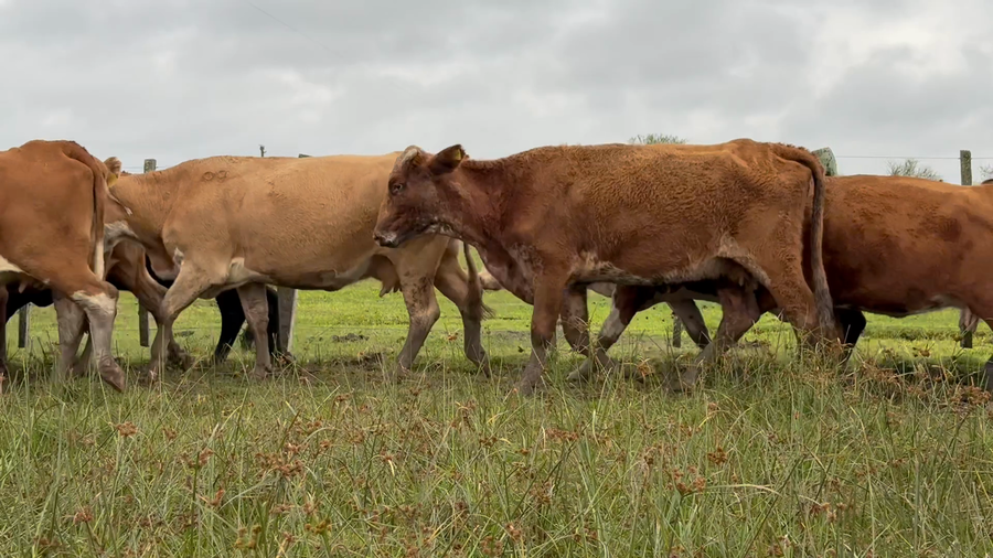Lote 70 Vacas de invernar