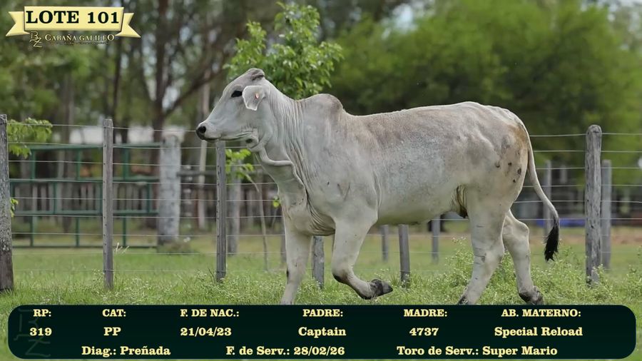 Lote LOTE 101