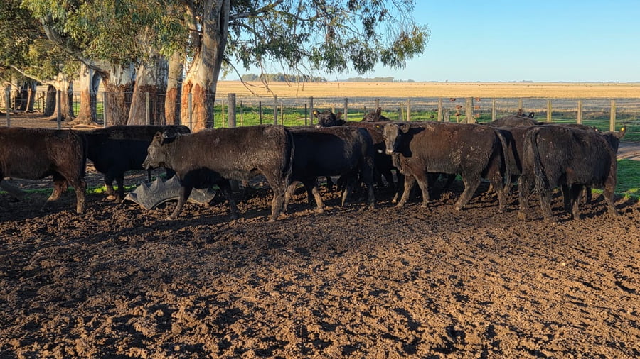 Lote 50 Vaquillonas