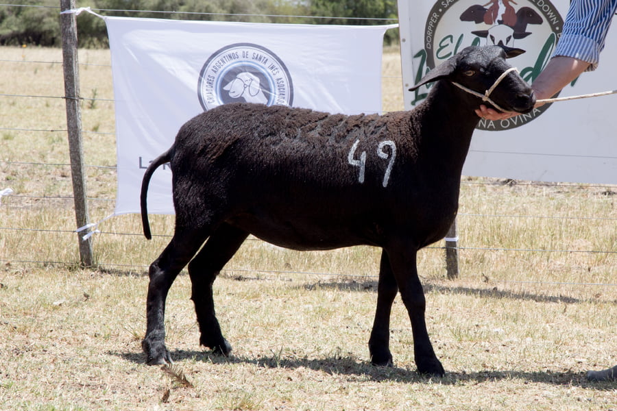 Lote OVINO STA. INES HEMBRA PPC