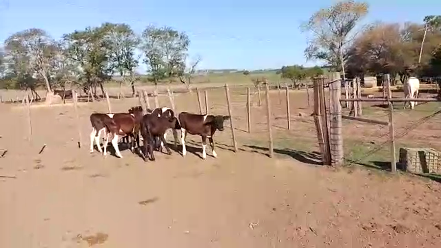 Lote 6 Terneras 5 Hol 1 Cr a remate en Pantalla Camy en Puntos de Gregorio